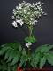 Valeriana officinalis